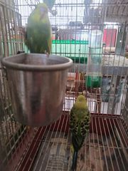 ΠΑΠΑΓΑΛΑΚΙΑ BUDGIE-thumb-3