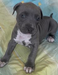 Pitbull XXL