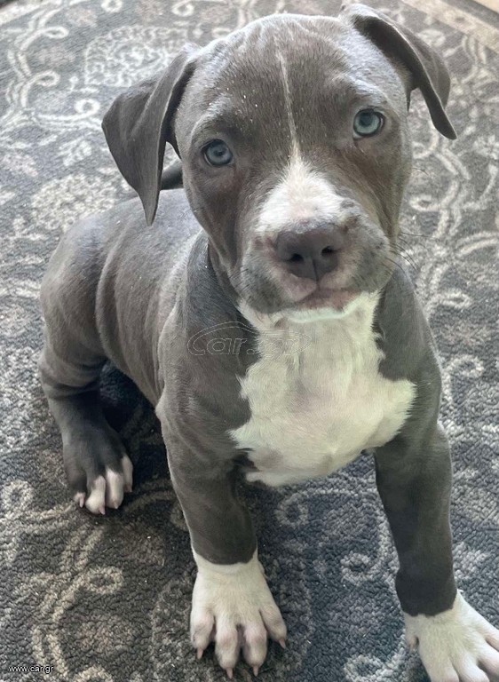 Pitbull XXL