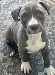 Pitbull XXL