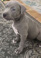 Pitbull XXL