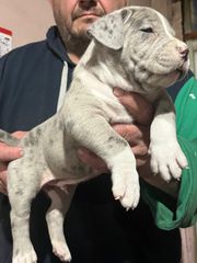 Pitbull XXL