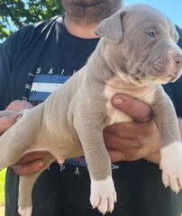 Pitbull XXL