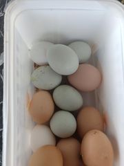 Αυγά  ελευθέρας  βοσκής
