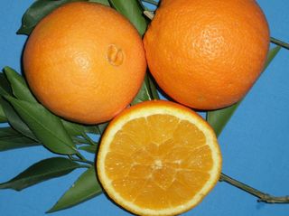 20 τόνοι πορτοκάλια Μέρλιν 