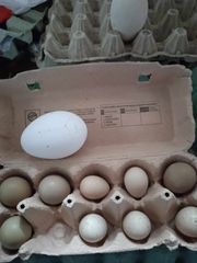 Αυγά Φασιανού - Πέρδικας