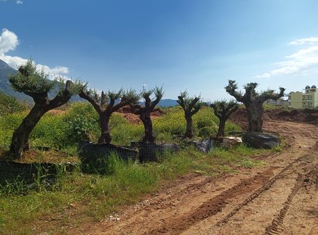 Ελιές Δέντρα για μεταφύτευση