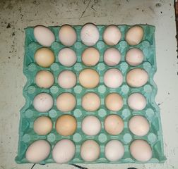 Αυγά εκκόλαψης BRAHMA και WYANDOTTE. 