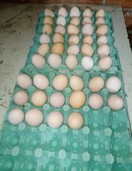 Αυγά γονιμοποιημένα BRAHMA και WYANDOTTE. 