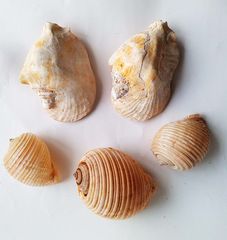 Σετ με πεντε παλια οστρακα-thumb-2