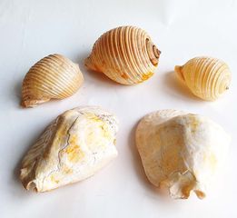 Σετ με πεντε παλια οστρακα-thumb-3