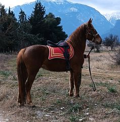 Φοράδα 4 χρόνων 