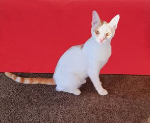 Γατομπέμπα aegean cat - λευκή με χρυσαφί ανταύγειες - για υιοθεσία (χαρίζεται)