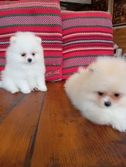 Mini Pomeranian
