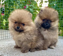 Mini Pomeranian