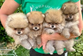Mini Pomeranian