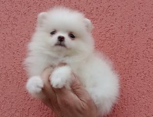 Mini Pomeranian