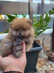 POMERANIAN  ΕΤΟΙΜΟΠΑΡΑΔΟΤΑ