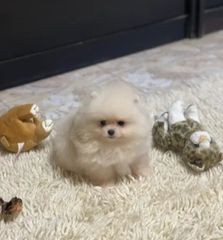 POMERANIAN !! ΔΩΡΕΑΝ ΑΠΟΣΤΟΛΗ
