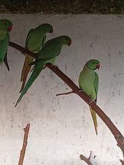 Διαθέσιμα παπαγάλοι ρικ νεικ  πράσινοι  ταισμενα από τους γονείς 