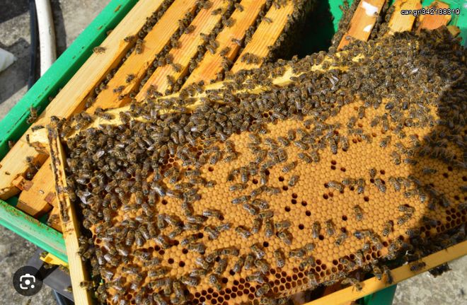 Πωλούνται 100 μελισσια
