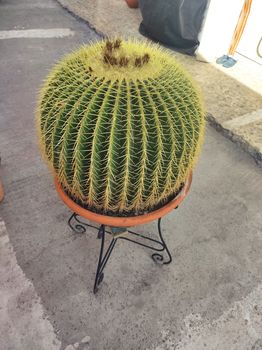 Echinocactus Grusoni