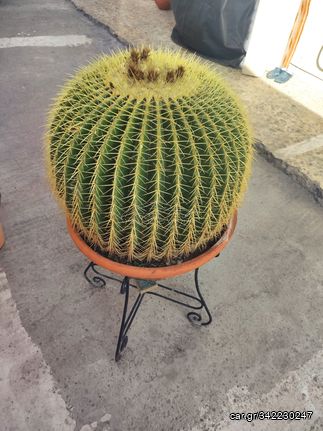 Echinocactus Grusoni