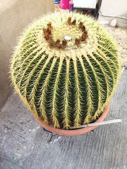 Echinocactus 