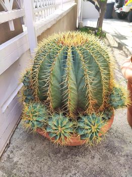 Ferocactus glaucescens