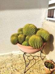 Κακτος- Cactus 