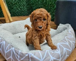 Πούντλ poodle