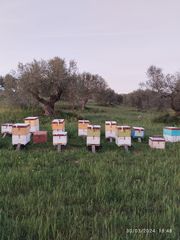 Μέλισσες Κυψέλες 