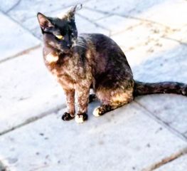 Για υιοθεσία χαρίζεται η Μinnie, μικρόσωμη tortoiseshell cat