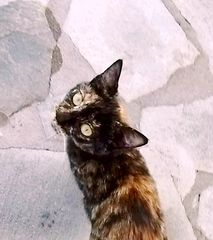 Μinnie μικρόσωμη tortoiseshell cat για υιοθεσία-χαρίζεται