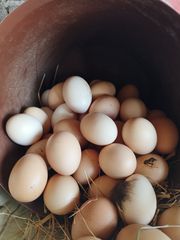 Πωλούνται αυγά με σπόρο 'απο κότες ελευθέρας βοσκής.