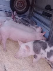 Γουρουνάκια για θρεθιμο 