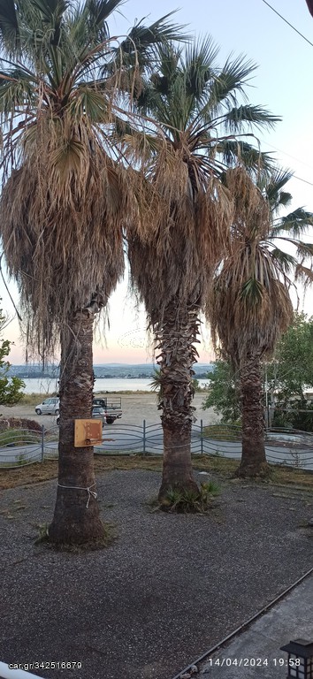 3 Φοίνικες 30-35 ετών