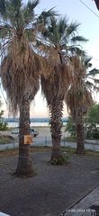 3 Φοίνικες 30-35 ετών-thumb-3