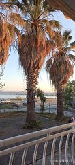 3 Φοίνικες 30-35 ετών-thumb-2