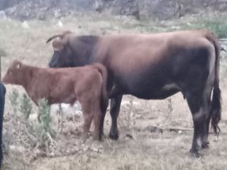 ΆΡΤΑ Πωλούνται 4 αγελάδες ελευθέρας βοσκης λιμουζιν.  Άρτα-Λιμινη 