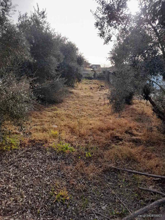 Ελαιόδεντρα προς πώληση 