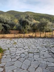 Ελαιόδεντρα προς πώληση -thumb-2