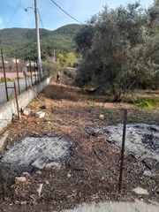Ελαιόδεντρα προς πώληση -thumb-3