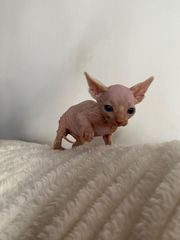 BABY SPHYNX BOY FOR SALE 