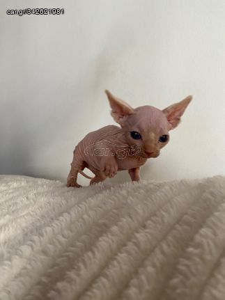 BABY SPHYNX BOY FOR SALE 