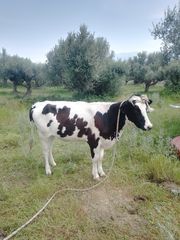 Ημίαιμη Holstein