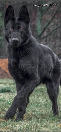 belgium shepherd