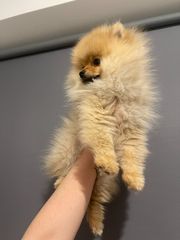 Pomeranian toy