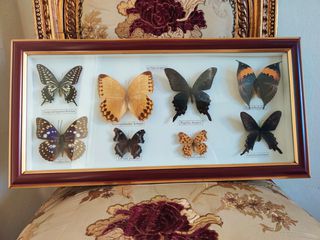 Κάδρο με συλλογή από αληθινές πεταλούδες