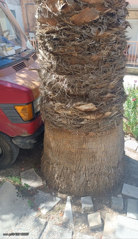 Πώληση Φοίνικα
